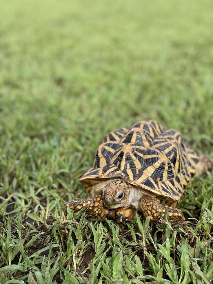 Indischer Stern sind sehr seltene Reptilien, diese Tiere werden auch als alte Tiere eingestuft, weil sie Hunderte von Jahren alt werden können. Die Schildkröte, die nur an Land leben kann, kann nicht im Wasser leben. foto