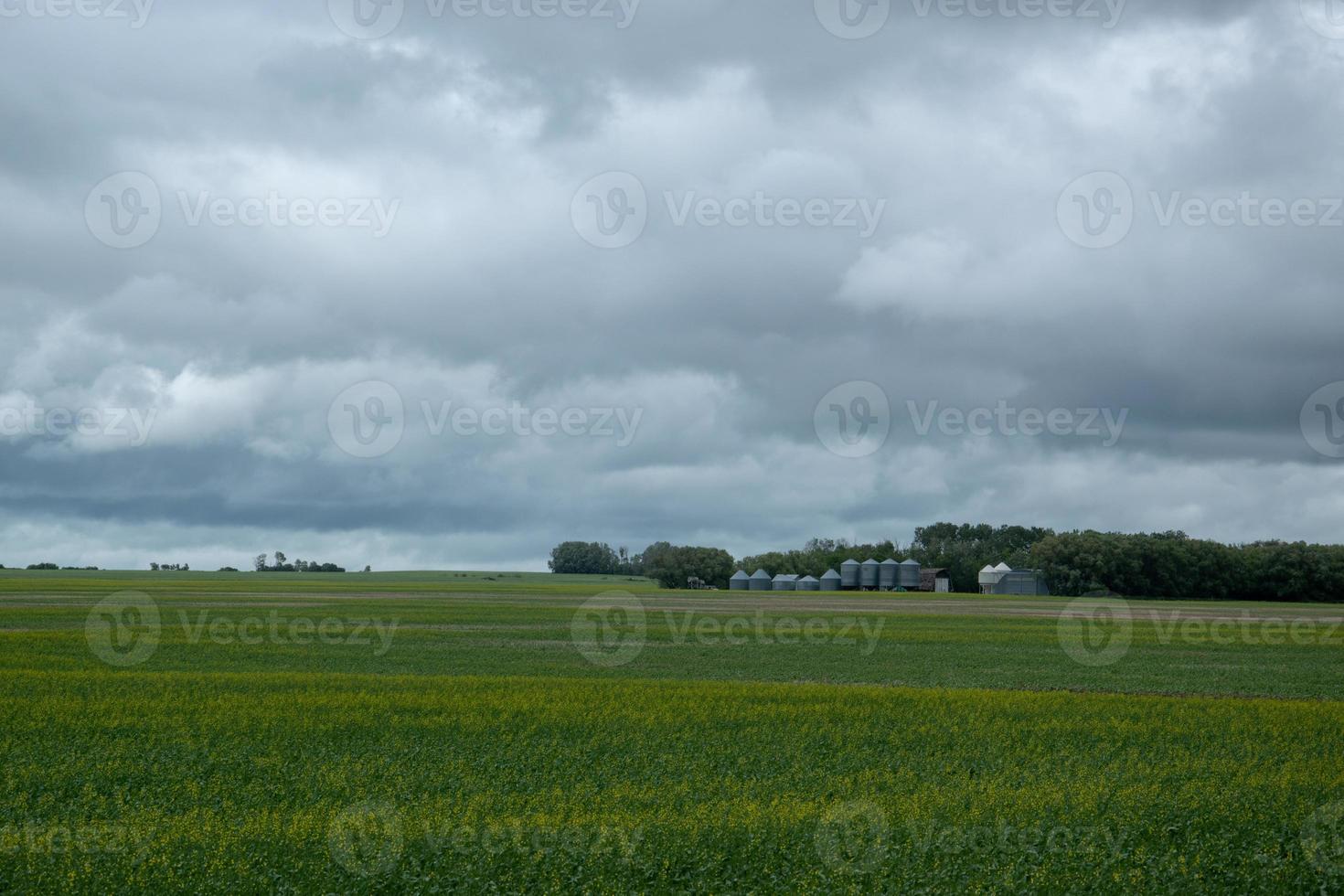 Rapskulturen unter Wolkendecke, Saskatchewan, Kanada. foto