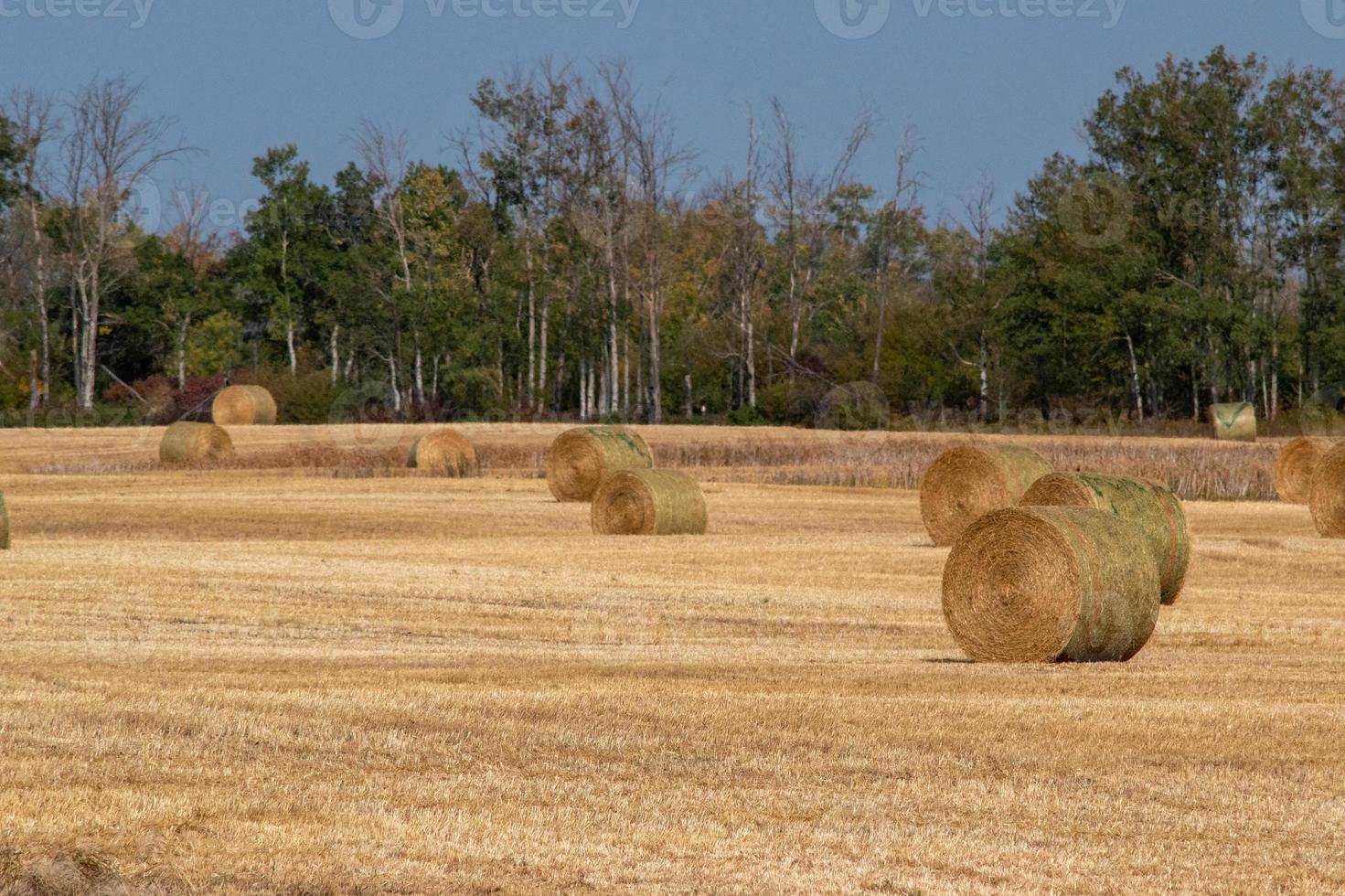 Heuballen nach Herbsternte auf den kanadischen Prärien. foto