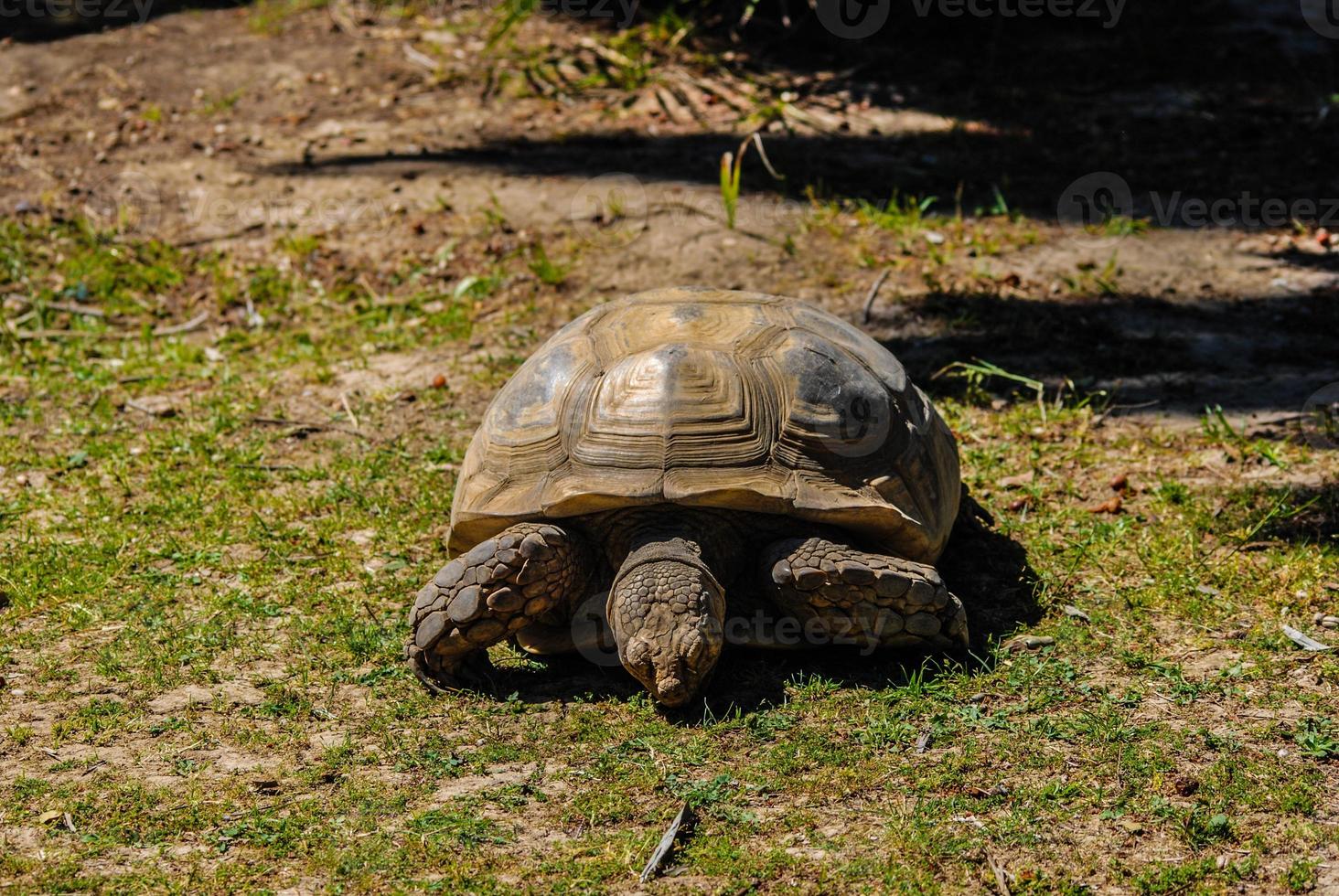 alte Schildkröte, die durch ein Naturschutzgebiet schlendert foto