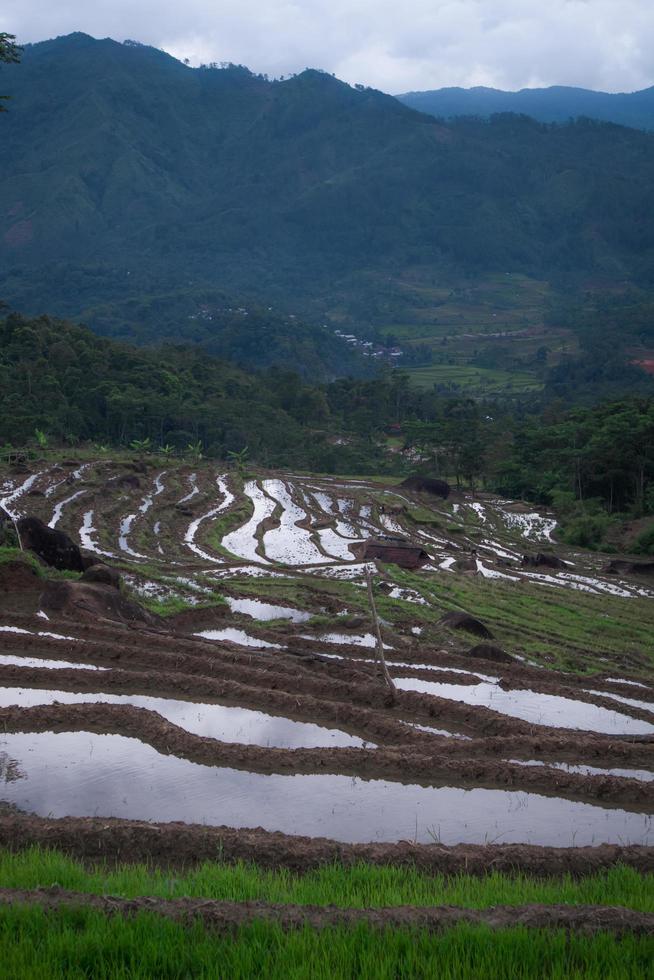 Reisterrassen in Indonesien foto