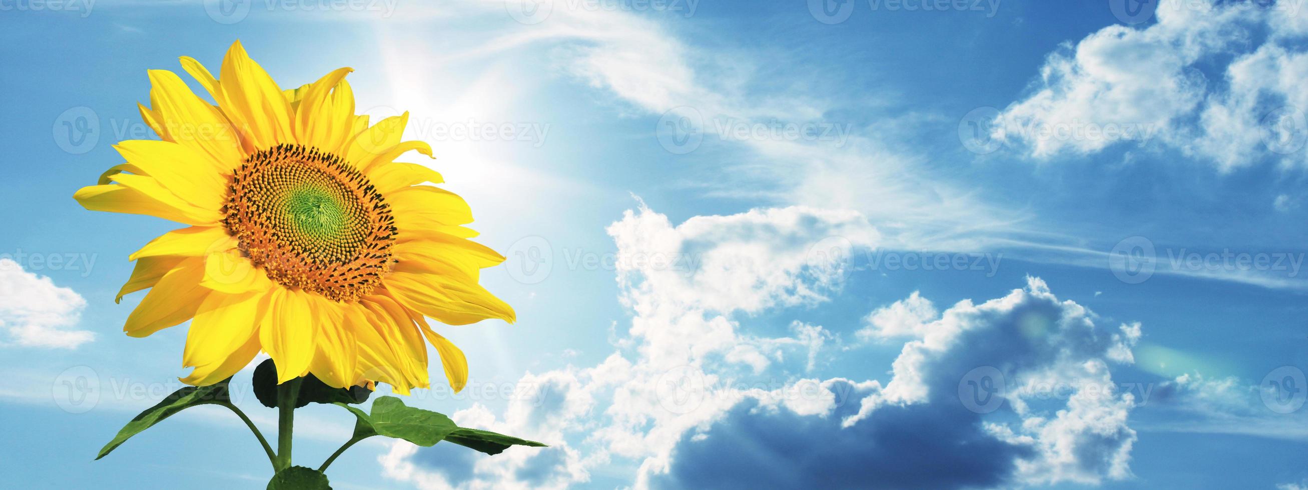 Bereich der blühenden Sonnenblumen auf einem Hintergrund blauer Himmel foto