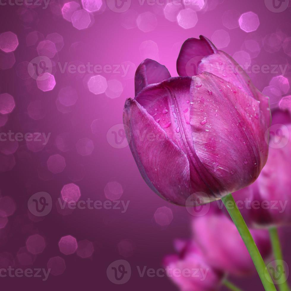 schöne Tulpen. frühlingsnaturhintergrund für webbanner und kartendesign. foto