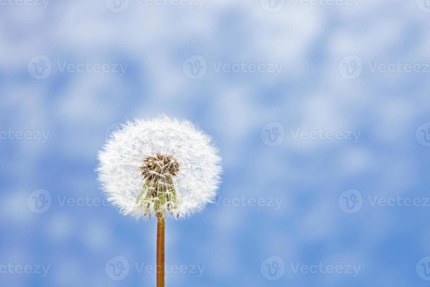 Löwenzahnblume mit fliegenden Federn am blauen Himmel. foto