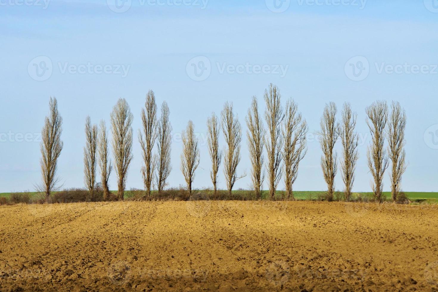 Reihe kahler Bäume am Feld foto
