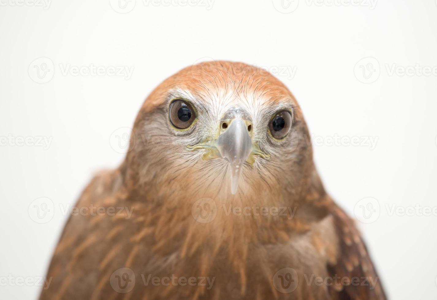 junger Brahminenmilan oder Rotrücken-Seeadler foto