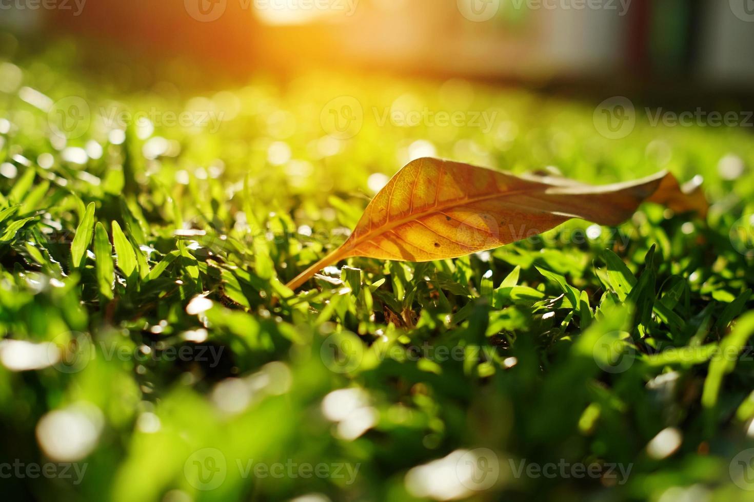 trockene Blätter im Grasgarten im harten und warmen Nachmittagslicht foto