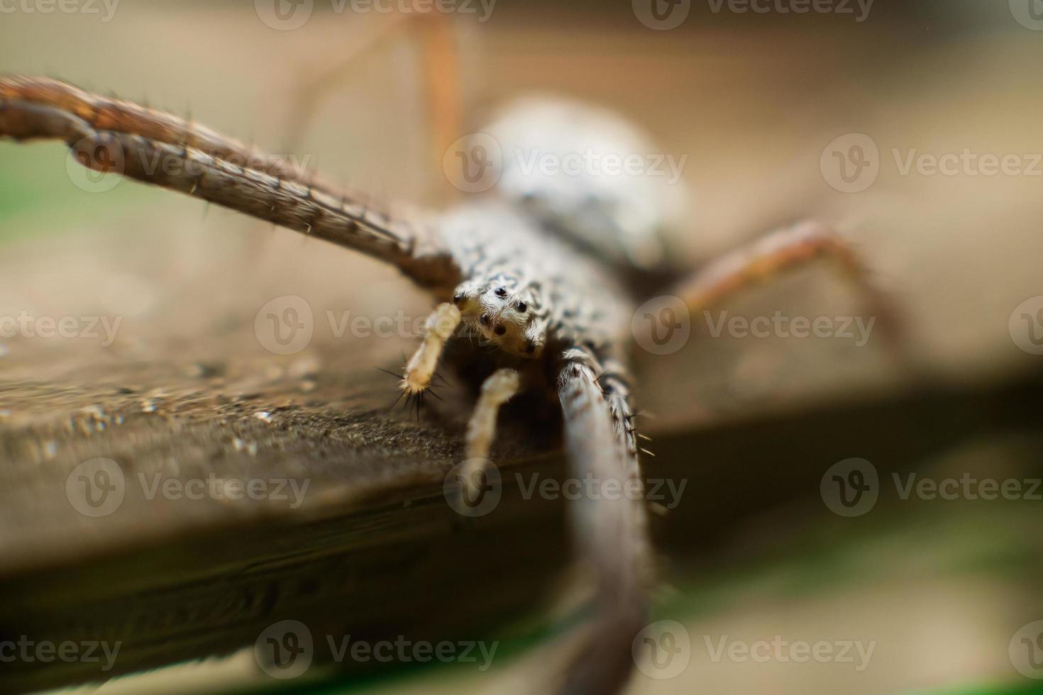 Makroaufnahme der Spinne hautnah. Weicher Fokus. selektiver Fokus foto