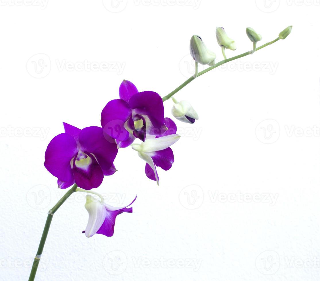 tiefviolette Orchidee isoliert auf einem weißen foto