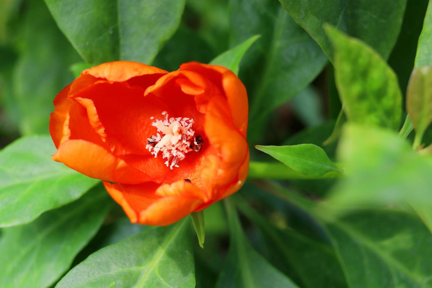eine leuchtend orangefarbene Blume aus Rosenkaktus oder Wachsrose und verschwommene grüne Blätter Hintergrund. blume blüht offen petasl und weißer pollen, thailand. foto