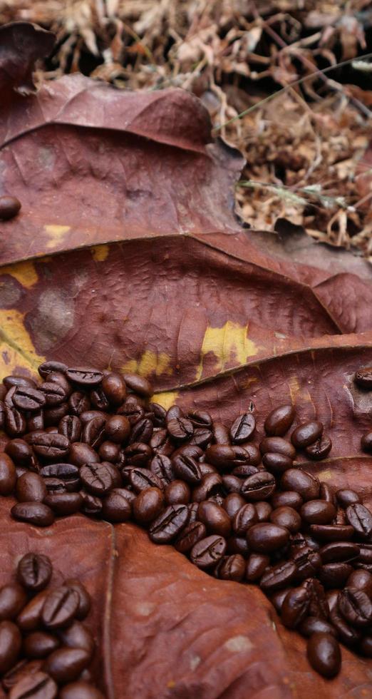 Kaffeebohnen auf Teakblättern sind trocken, dunkelbraune Teakblätter haben gelbe Flecken foto