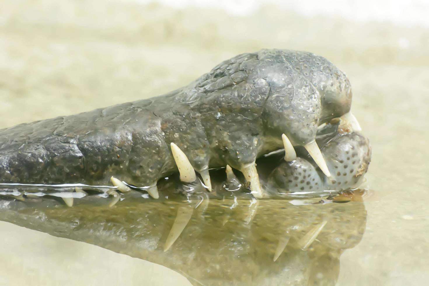 Der malaiische Gharial nimmt einen Zoo auf foto