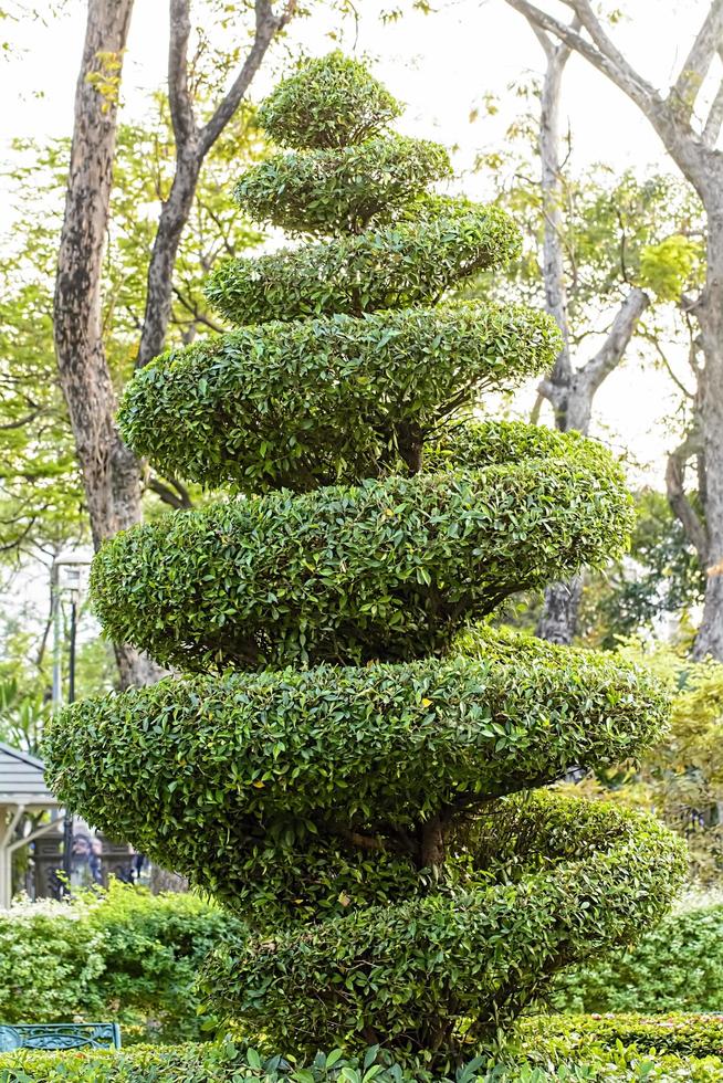 Baum im Garten foto