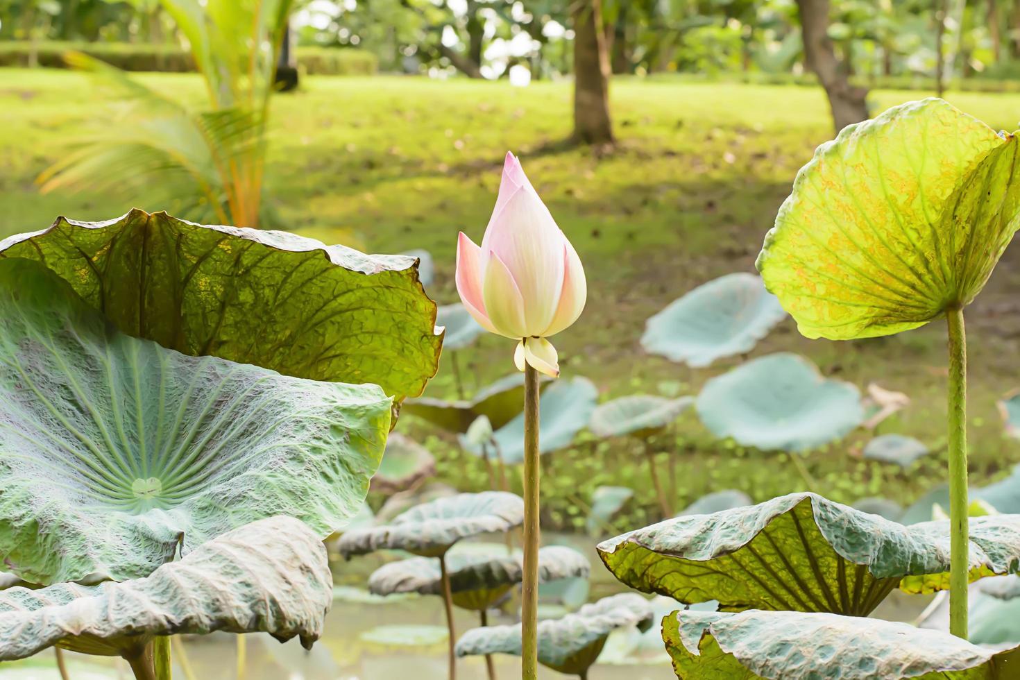 Lotus in vielen Farben und schön in Teichen. foto