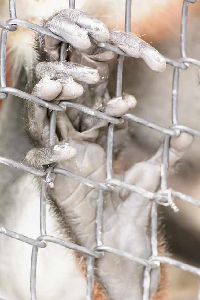 der douc langur nimmt einen zoo auf foto