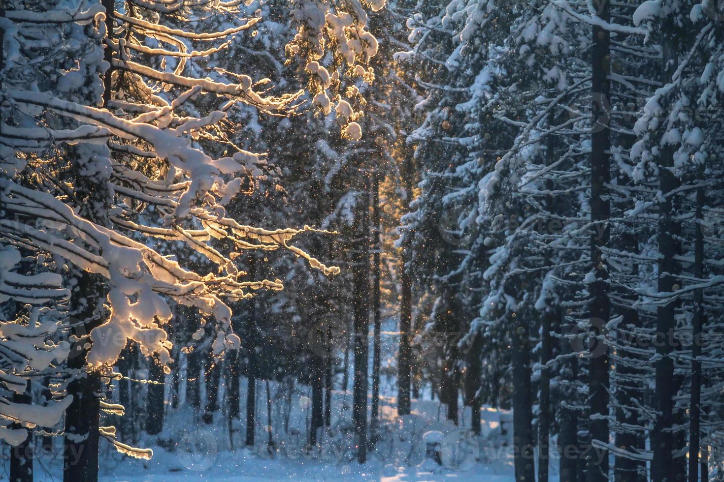 Abendwald im Winter foto