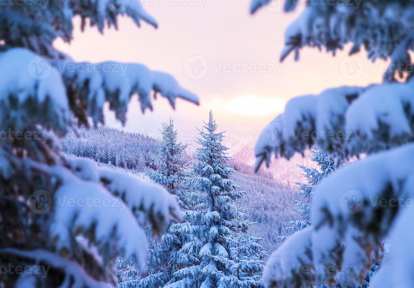 schöner Winterwald foto