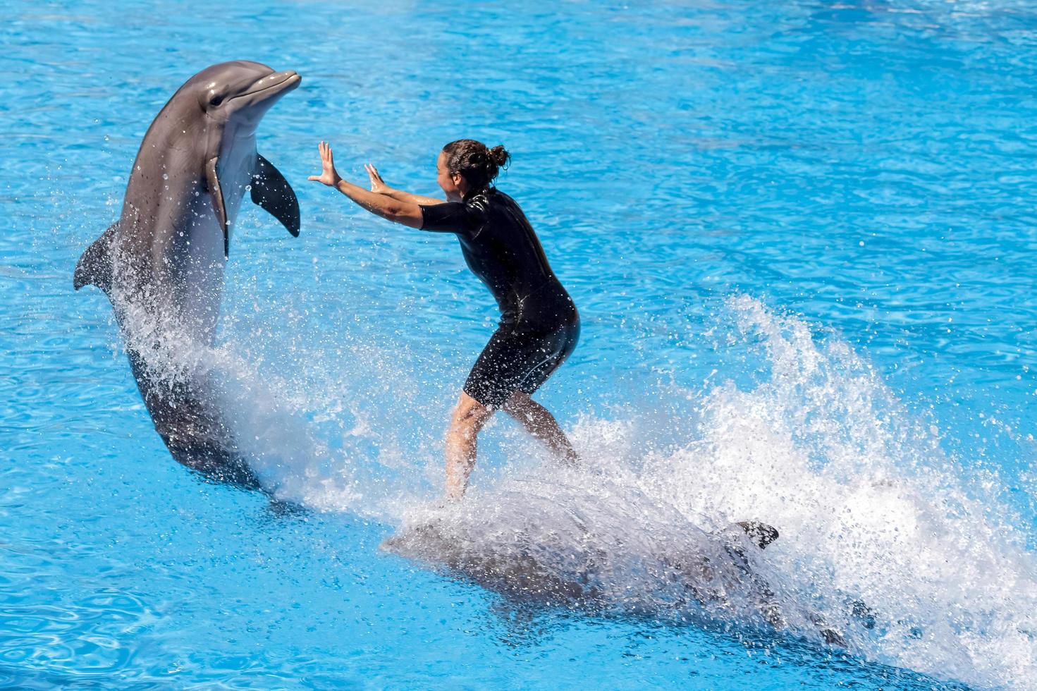 puuerto de la cruz, teneriffa, spanien, 2011. delfinshow im loro parque foto