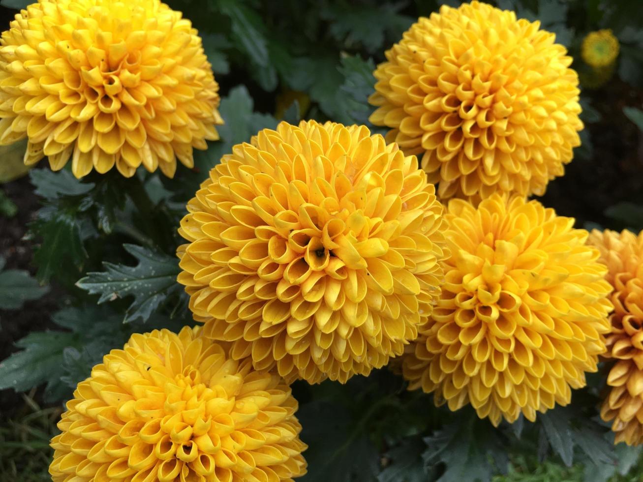 Pom Pom Chrysanthemenblüten foto