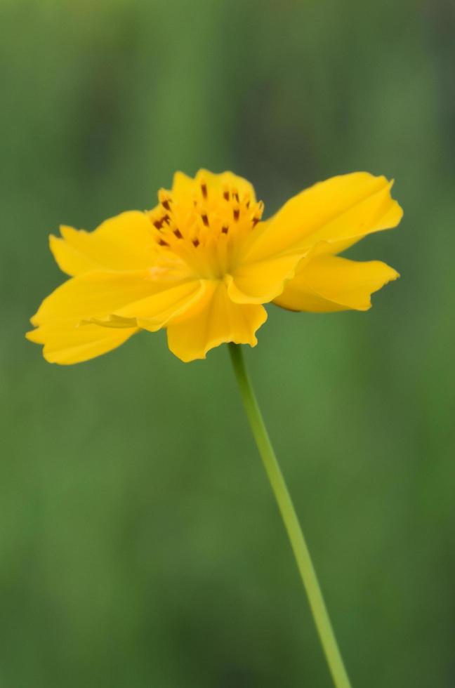 Nahaufnahmeansicht von Kosmosblumen foto