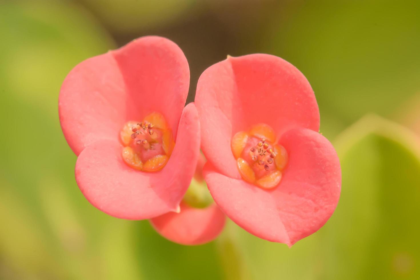 Euphorbia milii oder Dornenkrone oder Christuspflanze oder Christusdorn foto