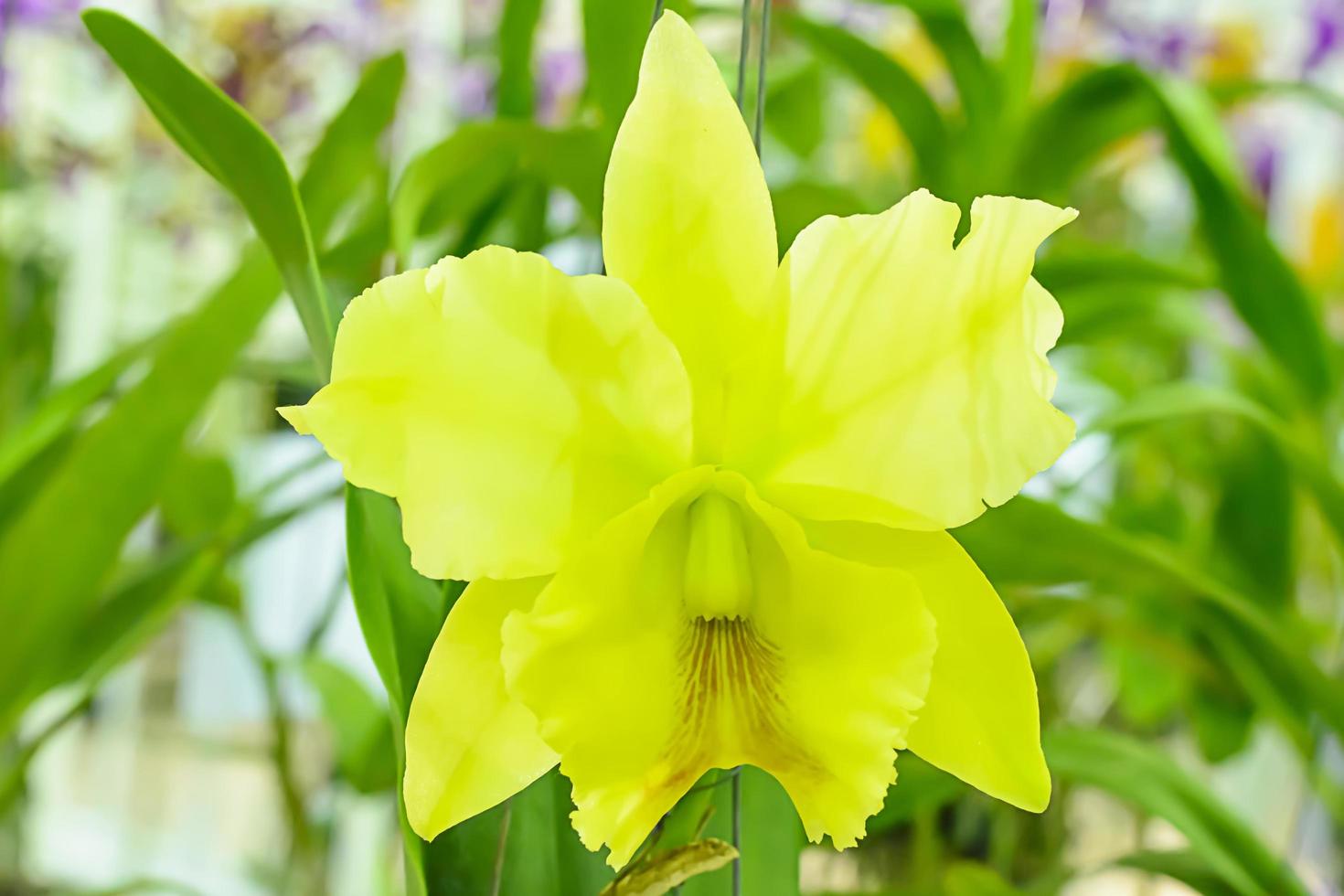 Cattleya ist eine Gattung von 113 Orchideenarten von Costa Rica und den Antillen im Süden bis nach Argentinien. foto