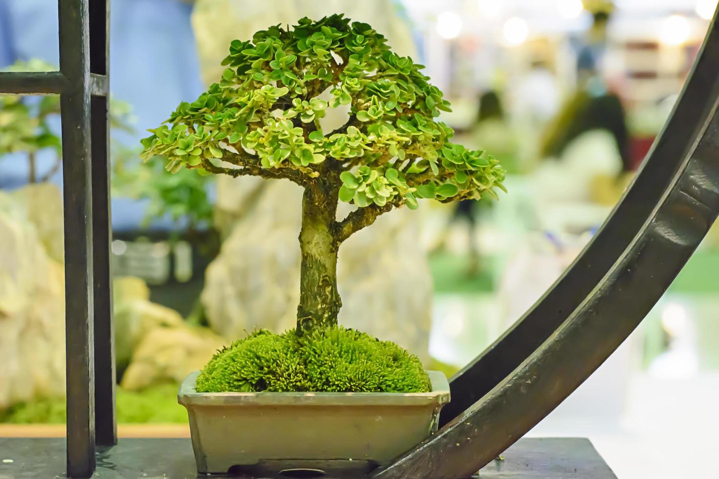 kleiner Baum, kultiviert mit thailändischer Bonsai-Technik. foto