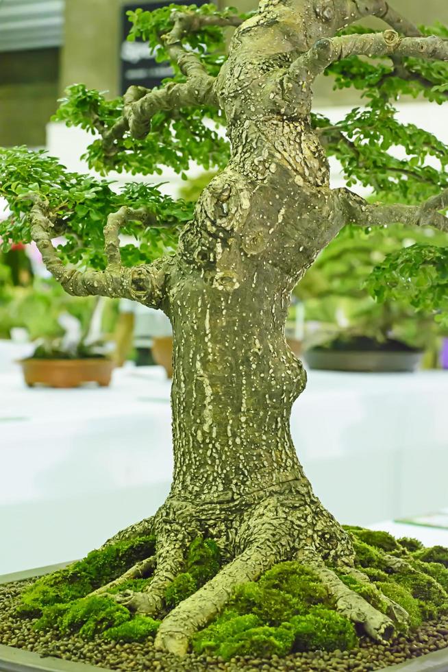 kleiner Baum, kultiviert mit thailändischer Bonsai-Technik. foto