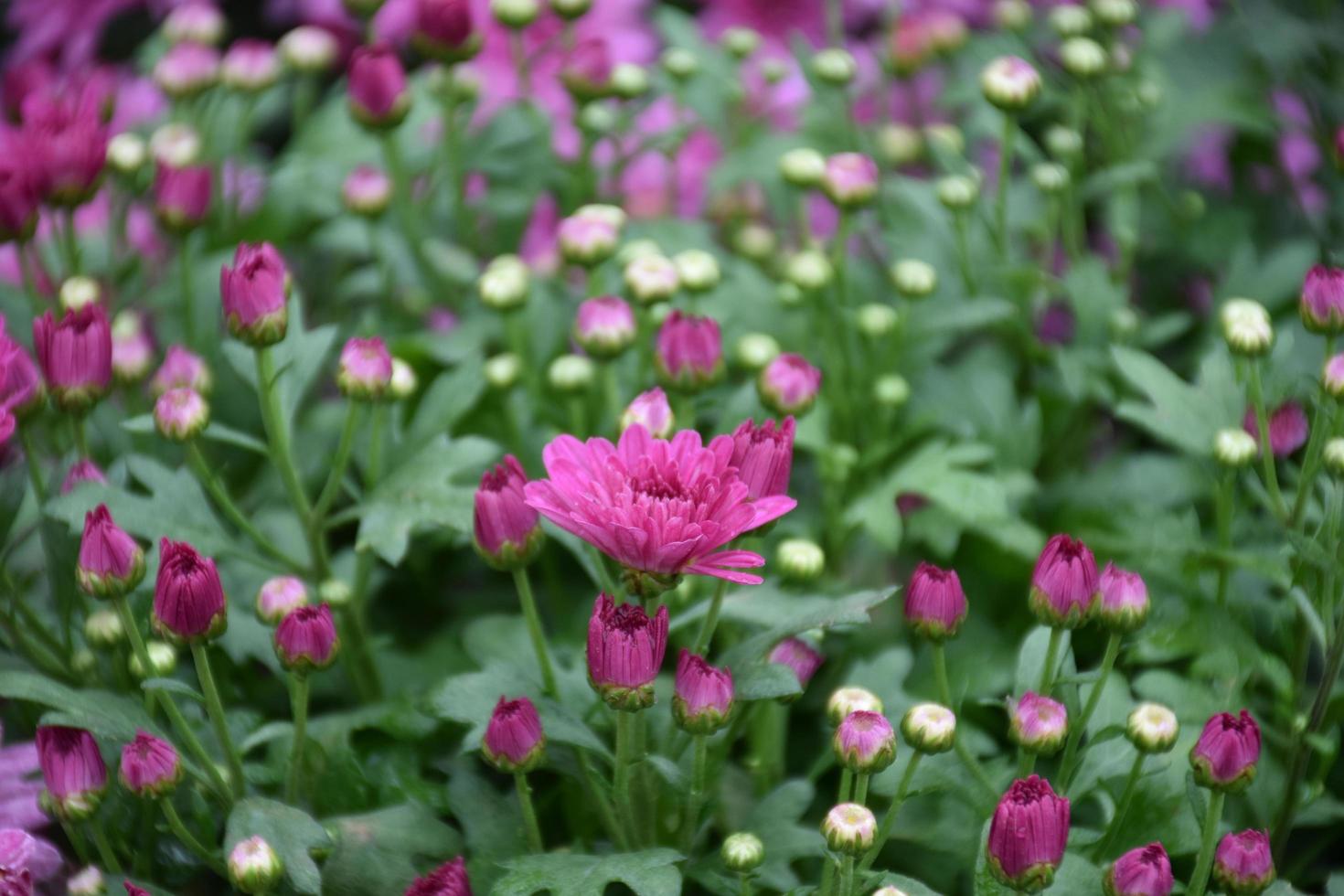 Tapete aus verschiedenen Chrysanthemenblüten. Natur Herbst Blumenhintergrund. Chrysanthemen-Blütenzeit. viele chrysanthemenblumen, die in töpfen für touristen wachsen, flora festival, thailand. foto