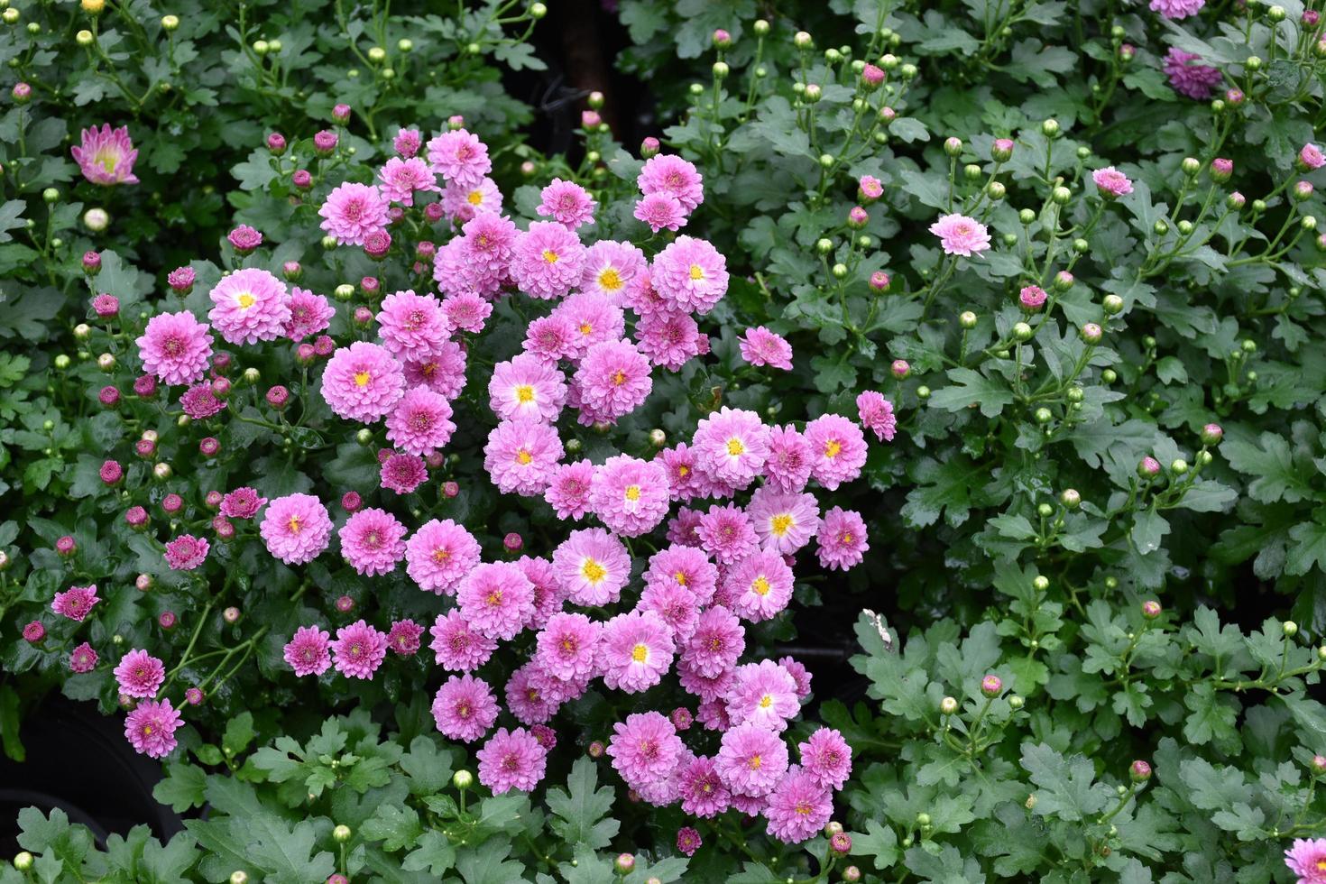 Tapete aus verschiedenen Chrysanthemenblüten. Natur Herbst Blumenhintergrund. Chrysanthemen-Blütenzeit. viele chrysanthemenblumen, die in töpfen für touristen wachsen, flora festival, thailand. foto