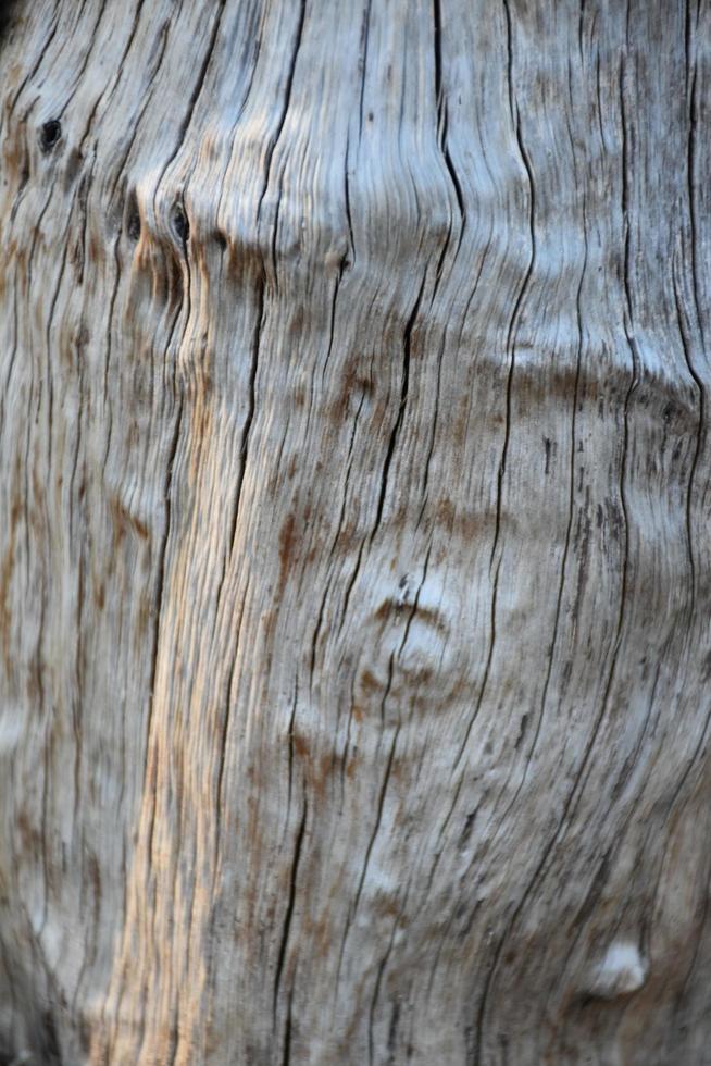 Die Vorderseite der Holzhalbkugel wurde der Sonne ausgesetzt und verwittert, um Schimmel auf dem Holz zu verursachen. foto