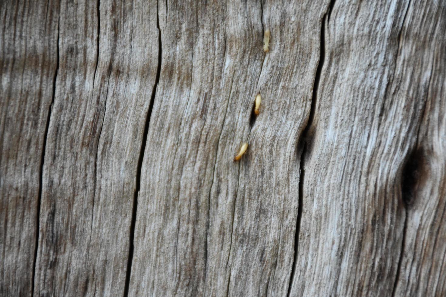 Die Vorderseite der Holzhalbkugel wurde der Sonne ausgesetzt und verwittert, um Schimmel auf dem Holz zu verursachen. foto