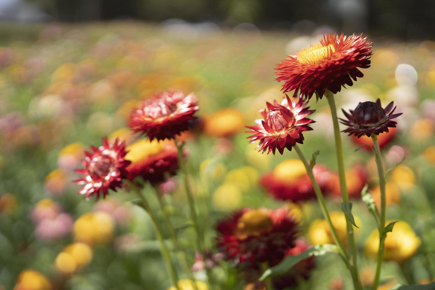 bunte strohblumenblüte dröhnt im garten foto