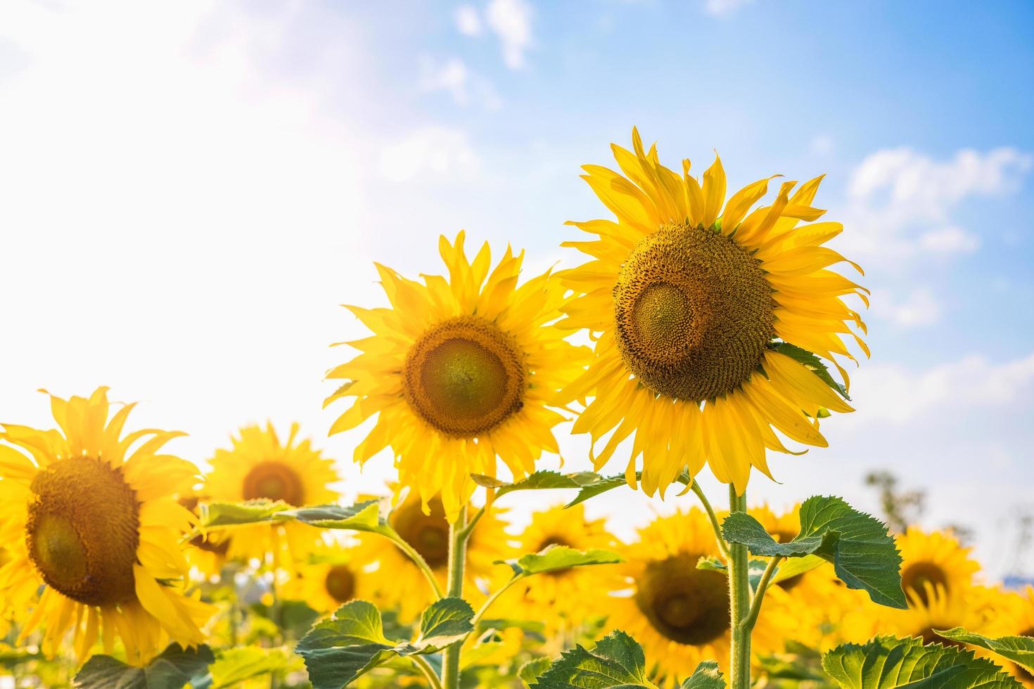 Sonnenblume mit Sonnenschein im Garten foto