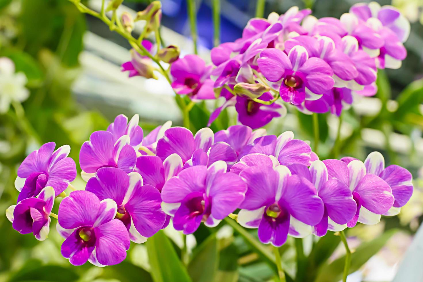 Orchideen sind eine vielfältige und weit verbreitete Familie von Blütenpflanzen mit Blüten, die oft farbenfroh und oft duftend sind. foto