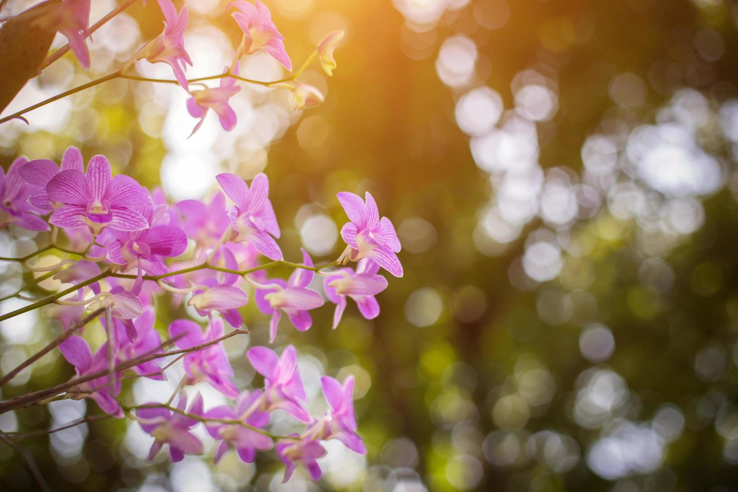 orchideen,orchideen lila ,orchideen lila gelten als die königin der blumen in thailand foto