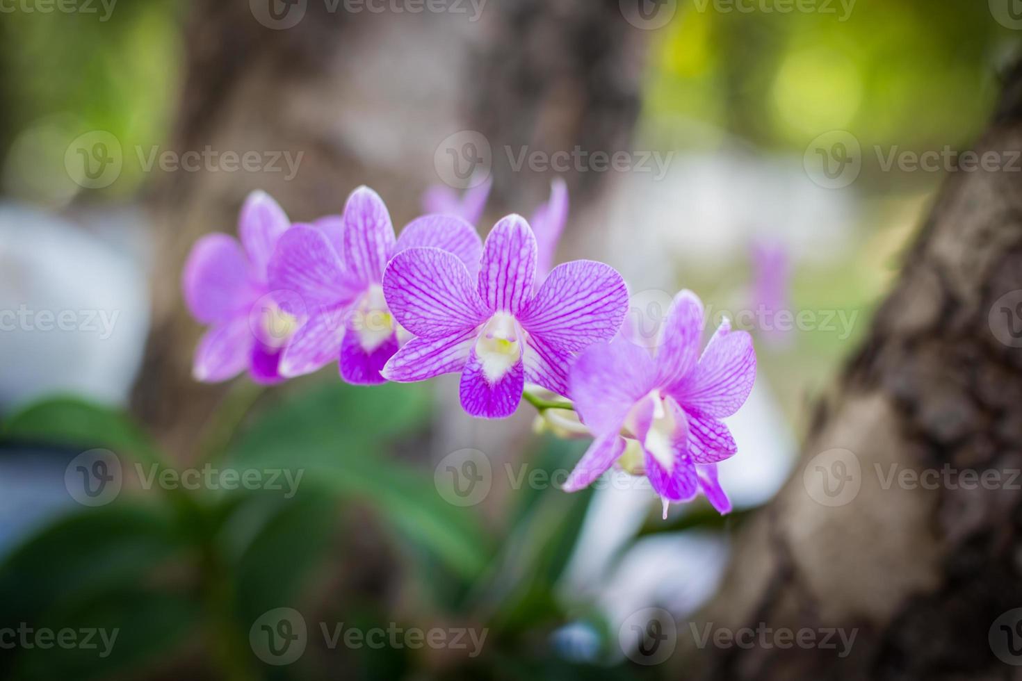 orchideen,orchideen lila ,orchideen lila gelten als die königin der blumen in thailand foto