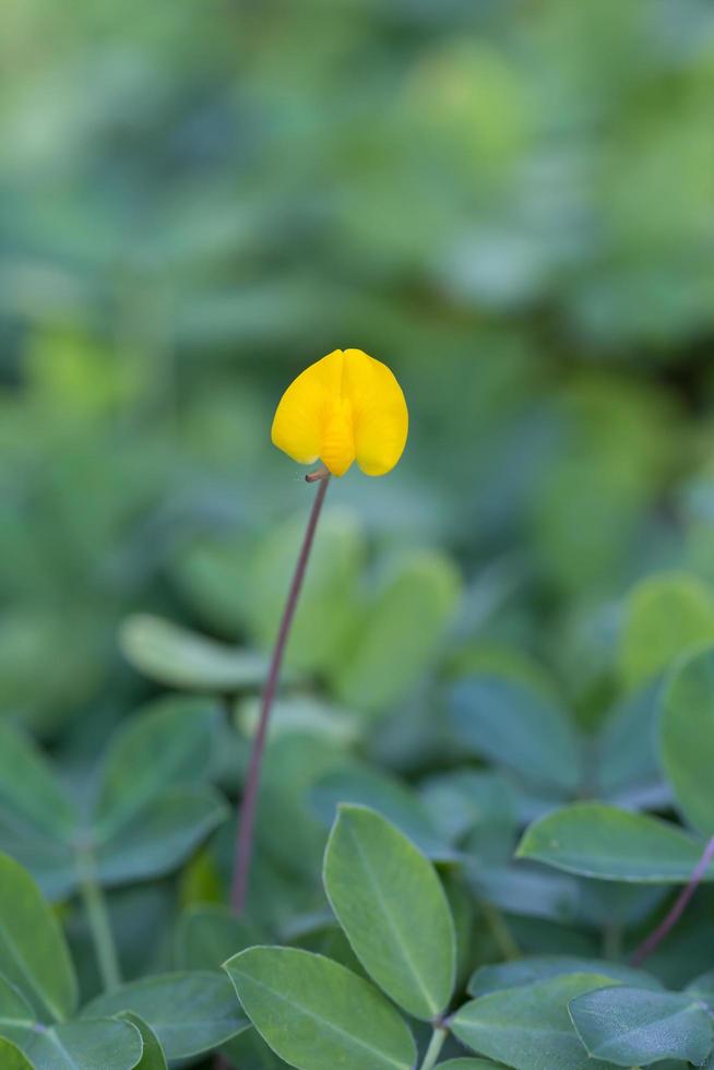 Pinto-Erdnusspflanze, kleine gelbe Blume foto