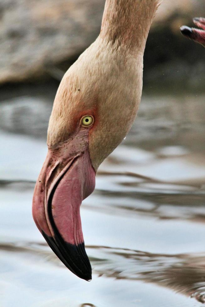 ein Blick auf einen Flamingo foto