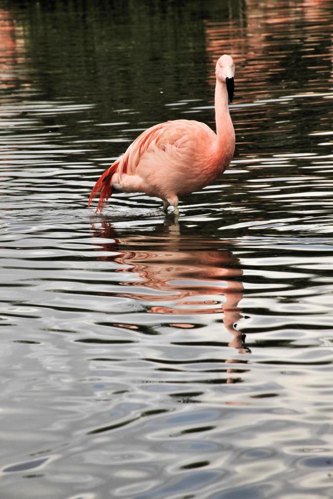 ein Blick auf einen Flamingo foto