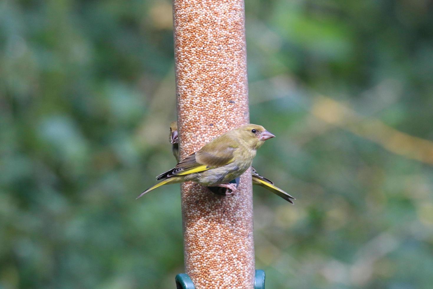 ein grünfink auf einem vogelhäuschen foto