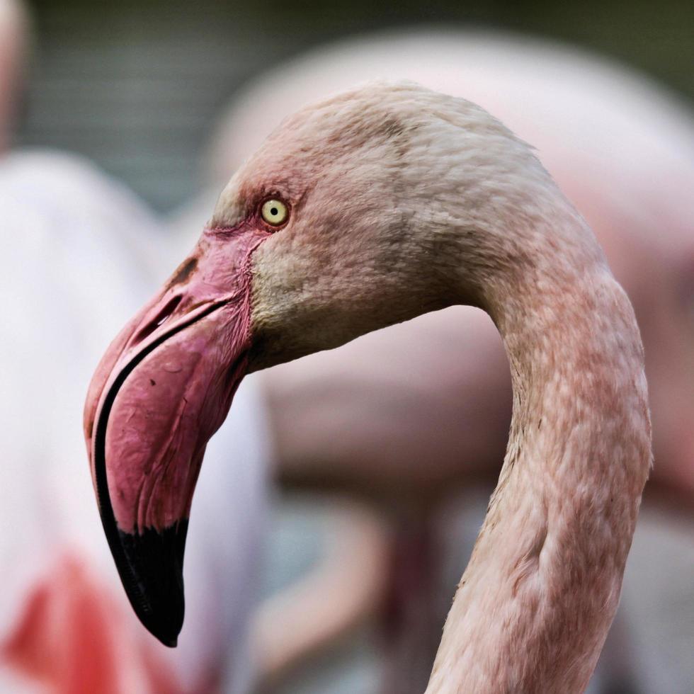 ein Blick auf einen Flamingo foto