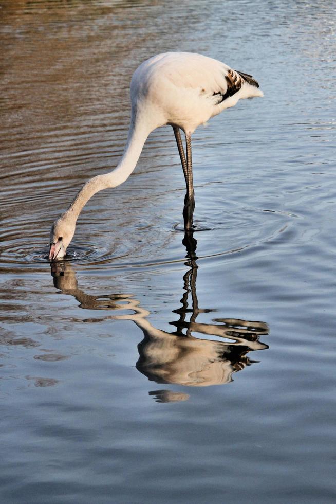 ein blick auf einen flamingo im wasser foto