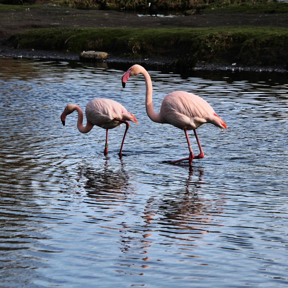 ein blick auf einen flamingo im wasser foto