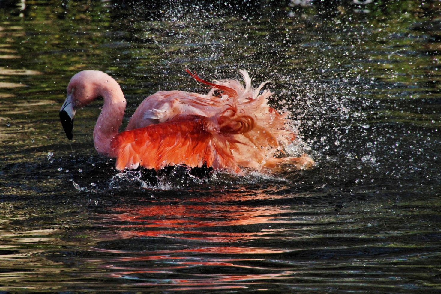 ein Blick auf einen Flamingo foto