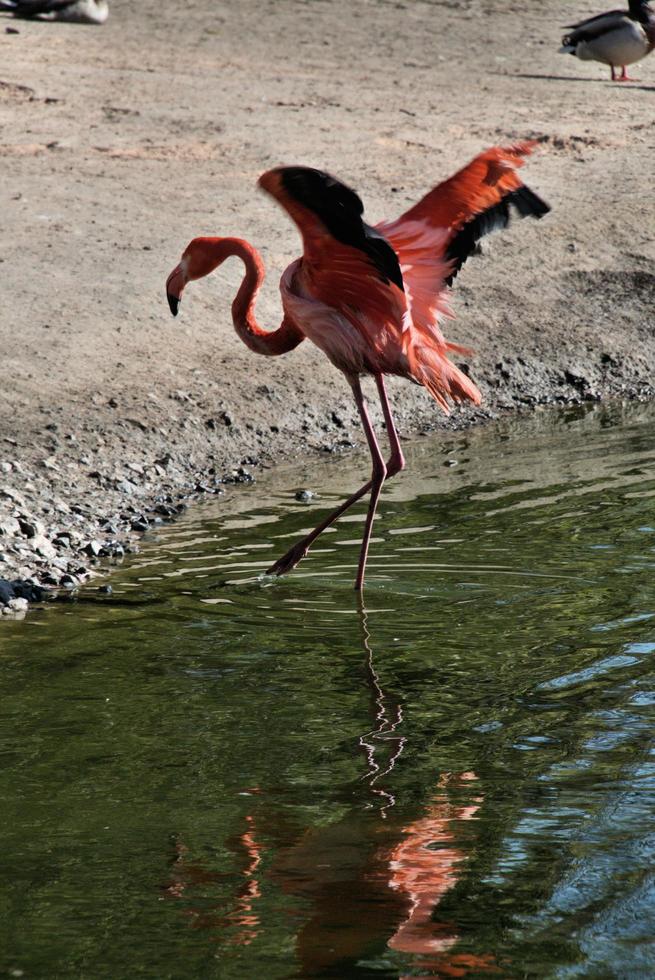 ein Blick auf einen Flamingo foto