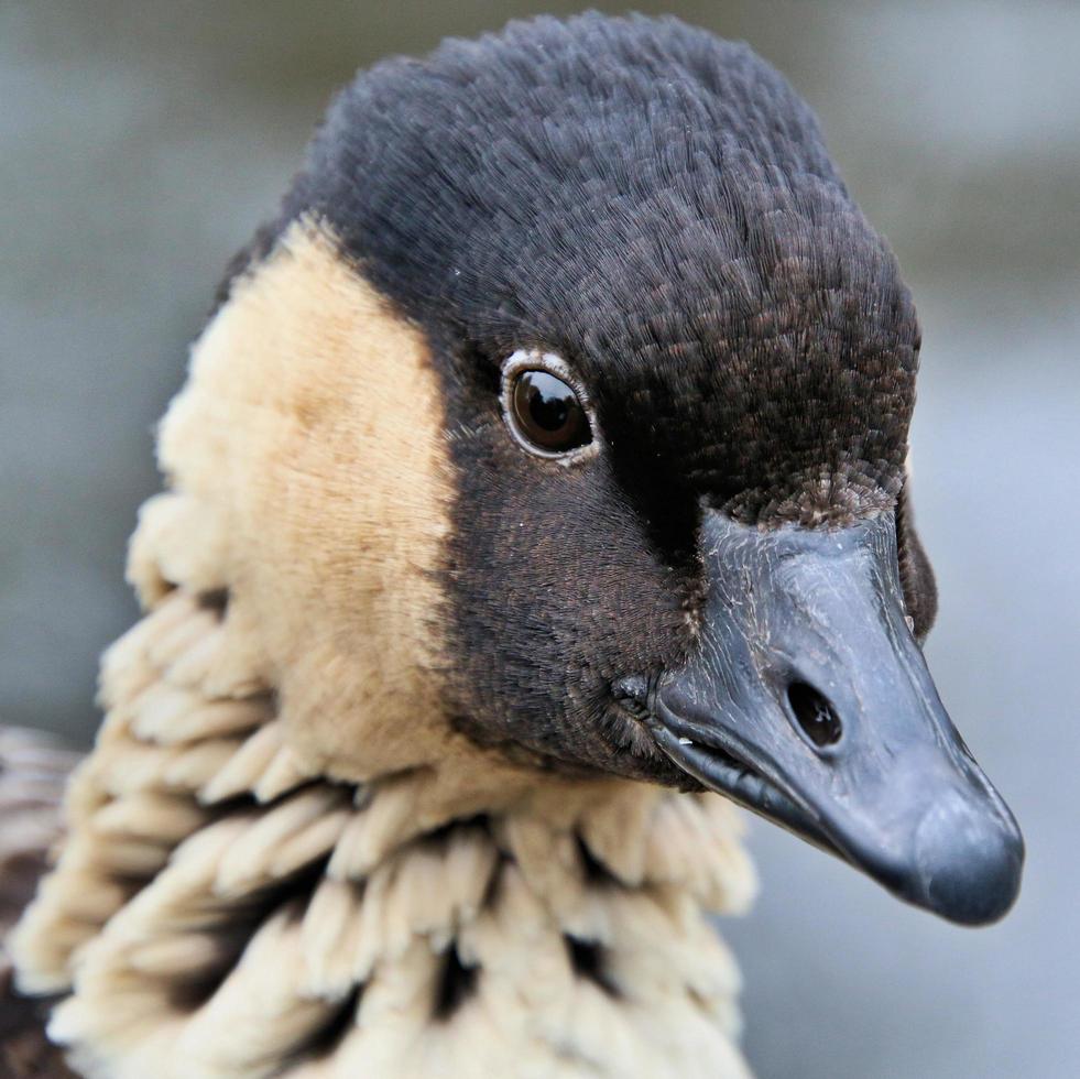 eine Nahaufnahme einer hawaiianischen Gans foto