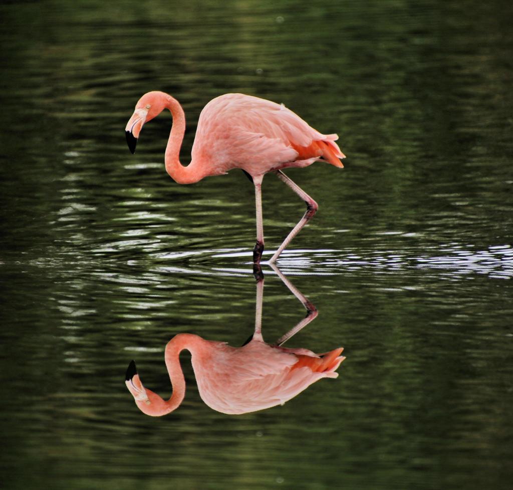 ein blick auf einen flamingo im wasser foto