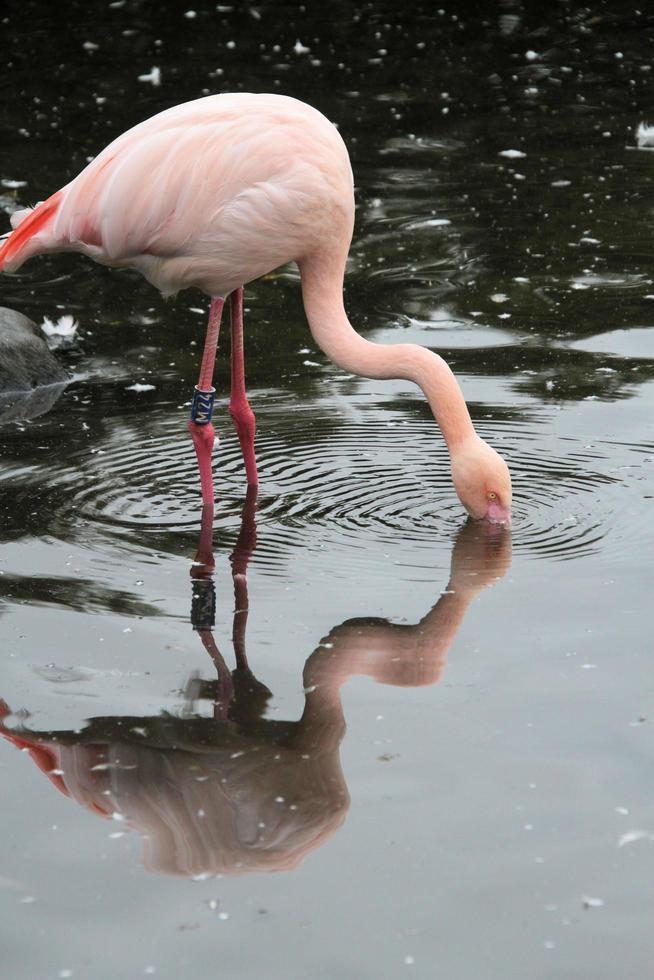 ein blick auf einen flamingo im wasser foto