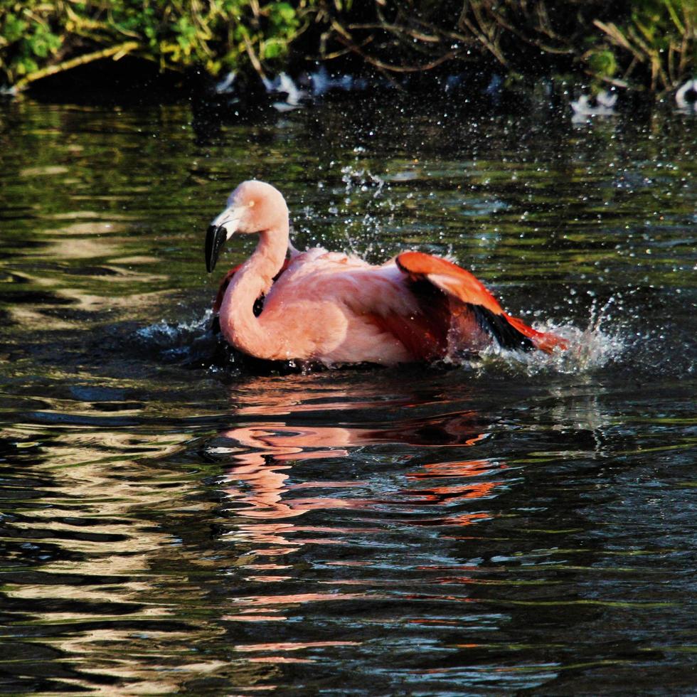 ein blick auf einen flamingo im wasser foto